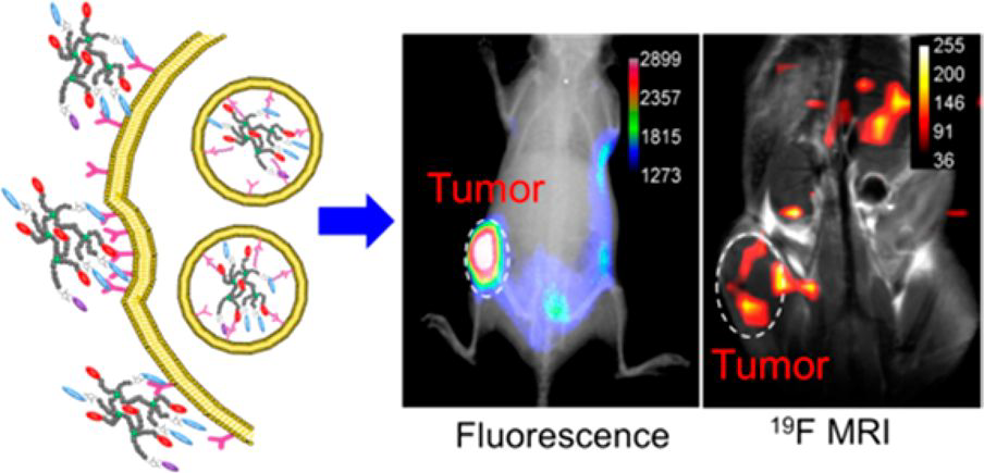 Study of tumour penetration by 19F MRI and fluorescence imaging, ACS Nano, 2018.